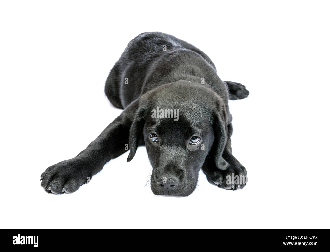 Sad and submissive black Labrador Retriever puppy cut out isolated on white background Stock Photo