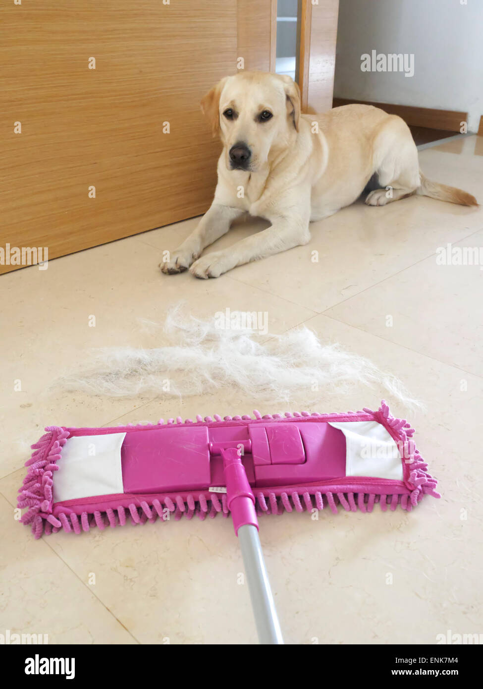 Microfiber mop cleaning dog s hair from the floor Stock Photo Alamy