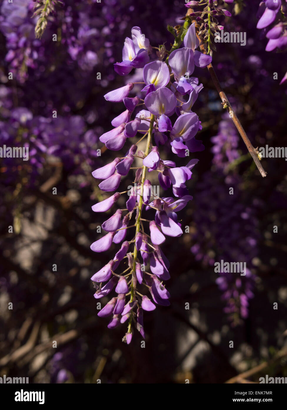 Wisteria vines Stock Photo Alamy