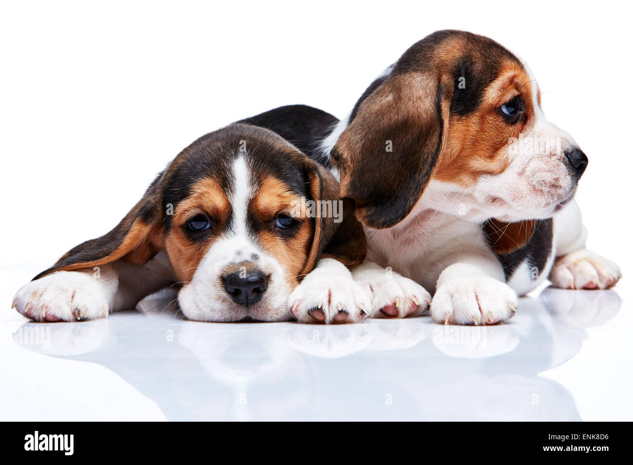 The two beagle puppies lying on the white background Stock Photo - Alamy