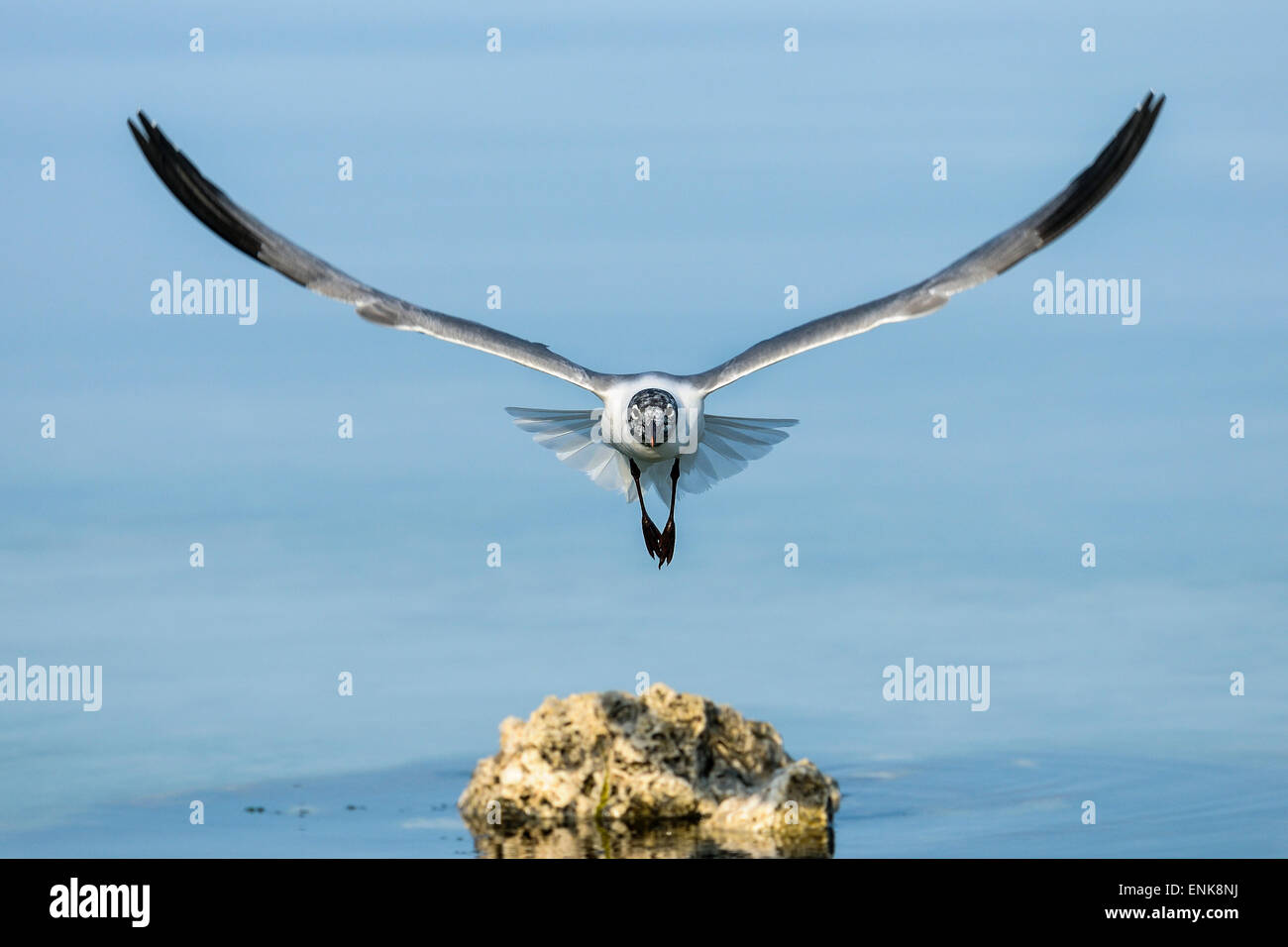 laughing gull, larus atricilla, big pine key, florida Stock Photo