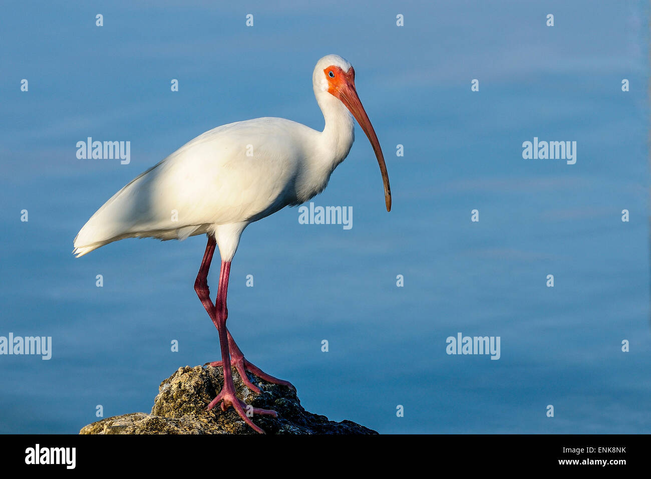 american white ibis, eudocimus albus, big pine key, florida Stock Photo
