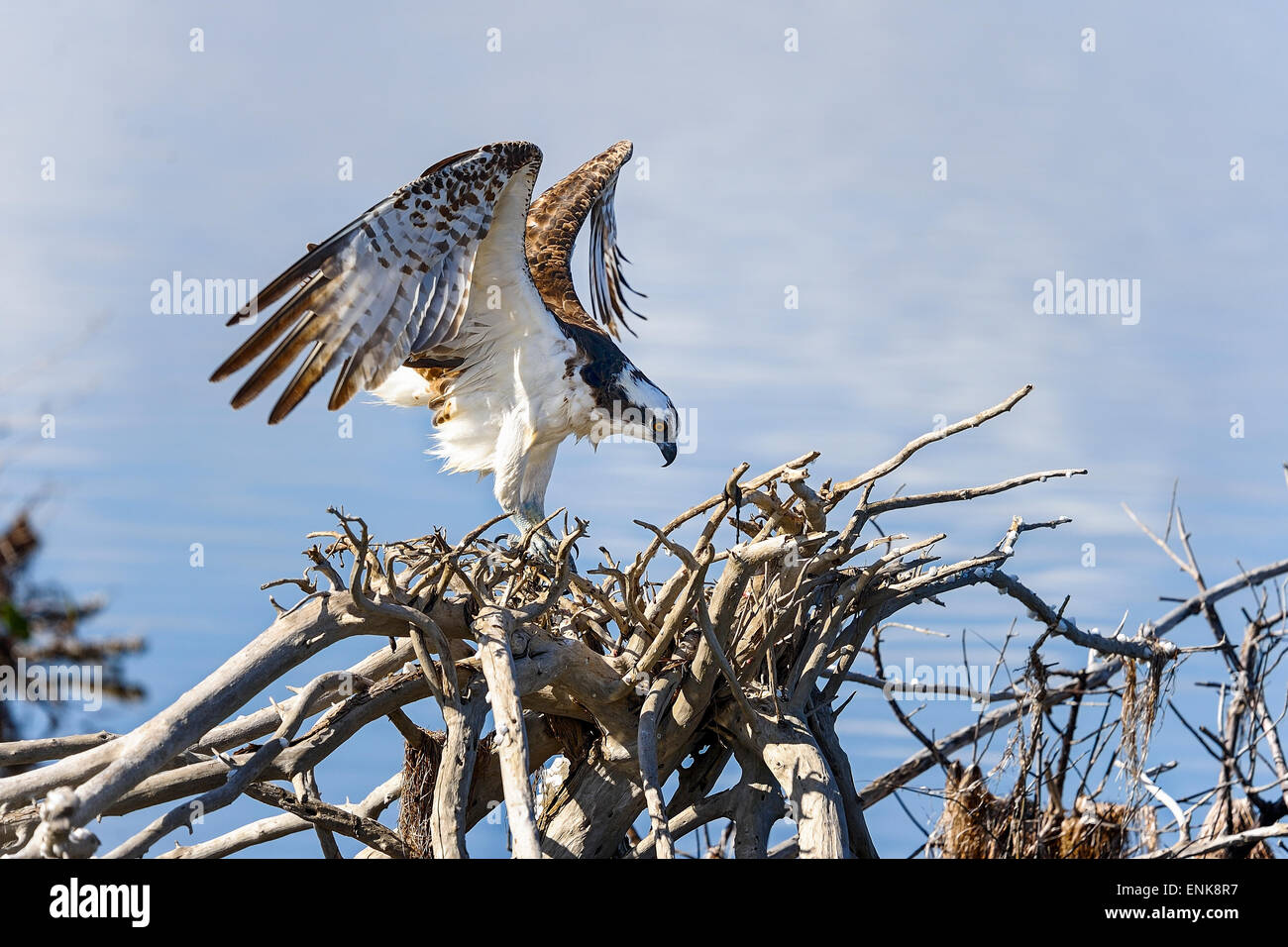 osprey, pandion haliaetus, merritt-island, florida Stock Photo