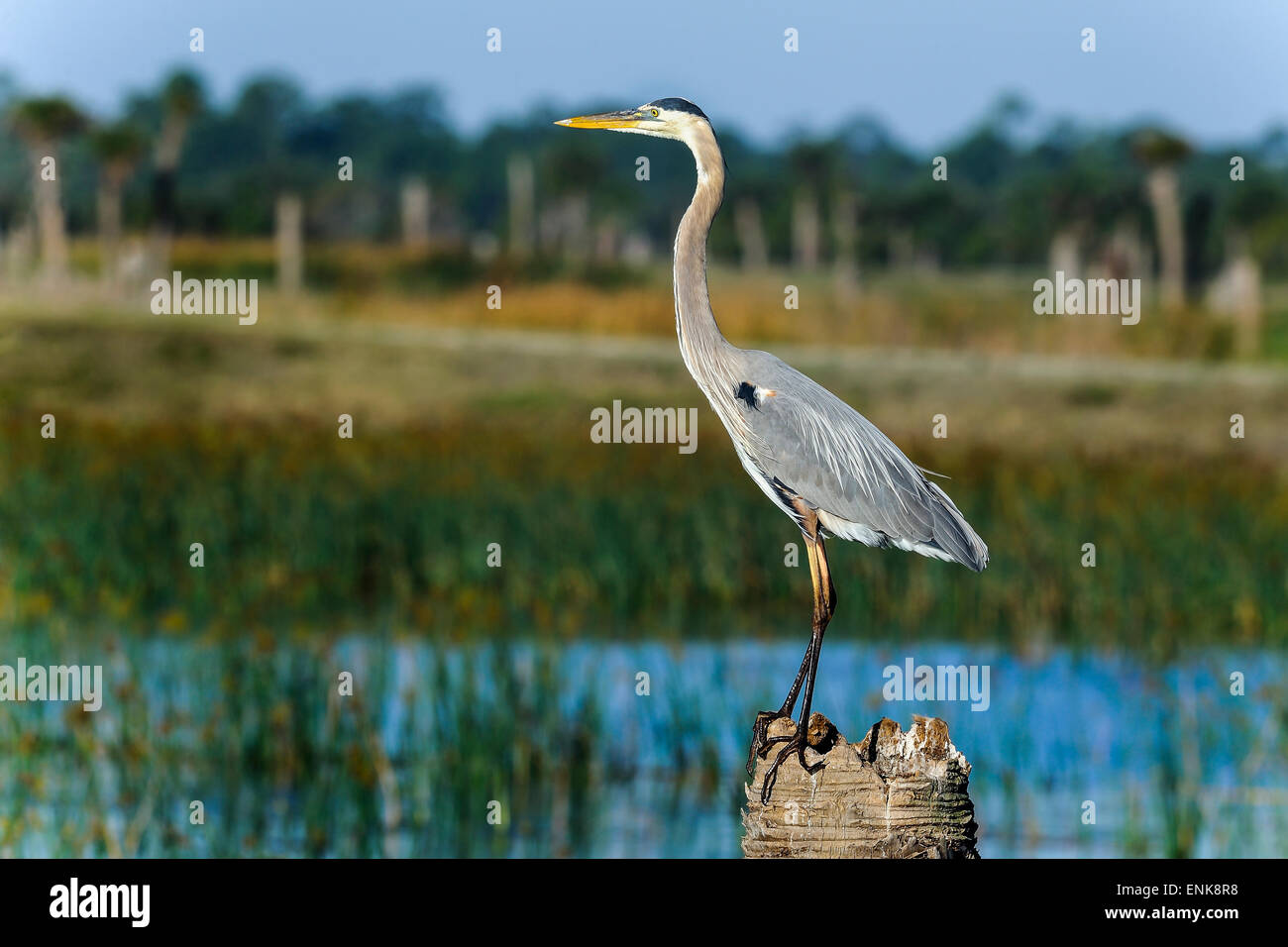 great blue heron, ardea herodias, viera, florida Stock Photo