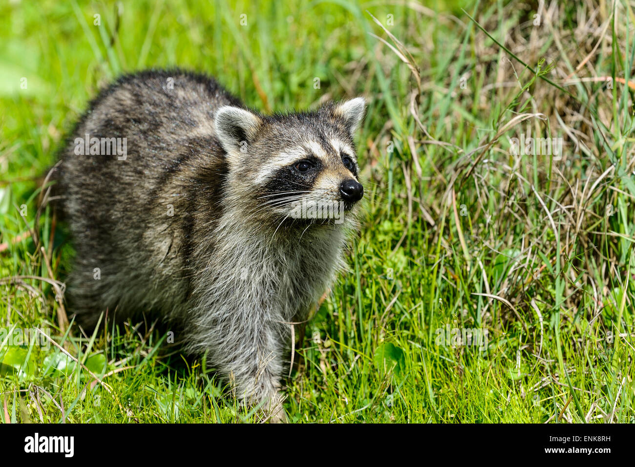 procyon lotor, raccoon, viera, florida Stock Photo