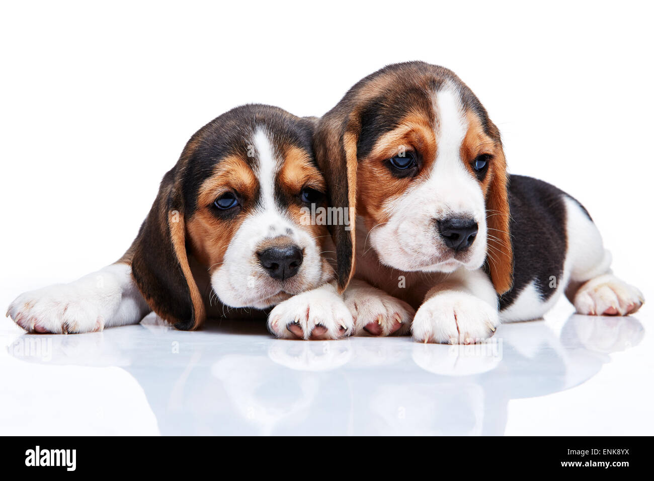 The two beagle puppies lying on the white background Stock Photo - Alamy