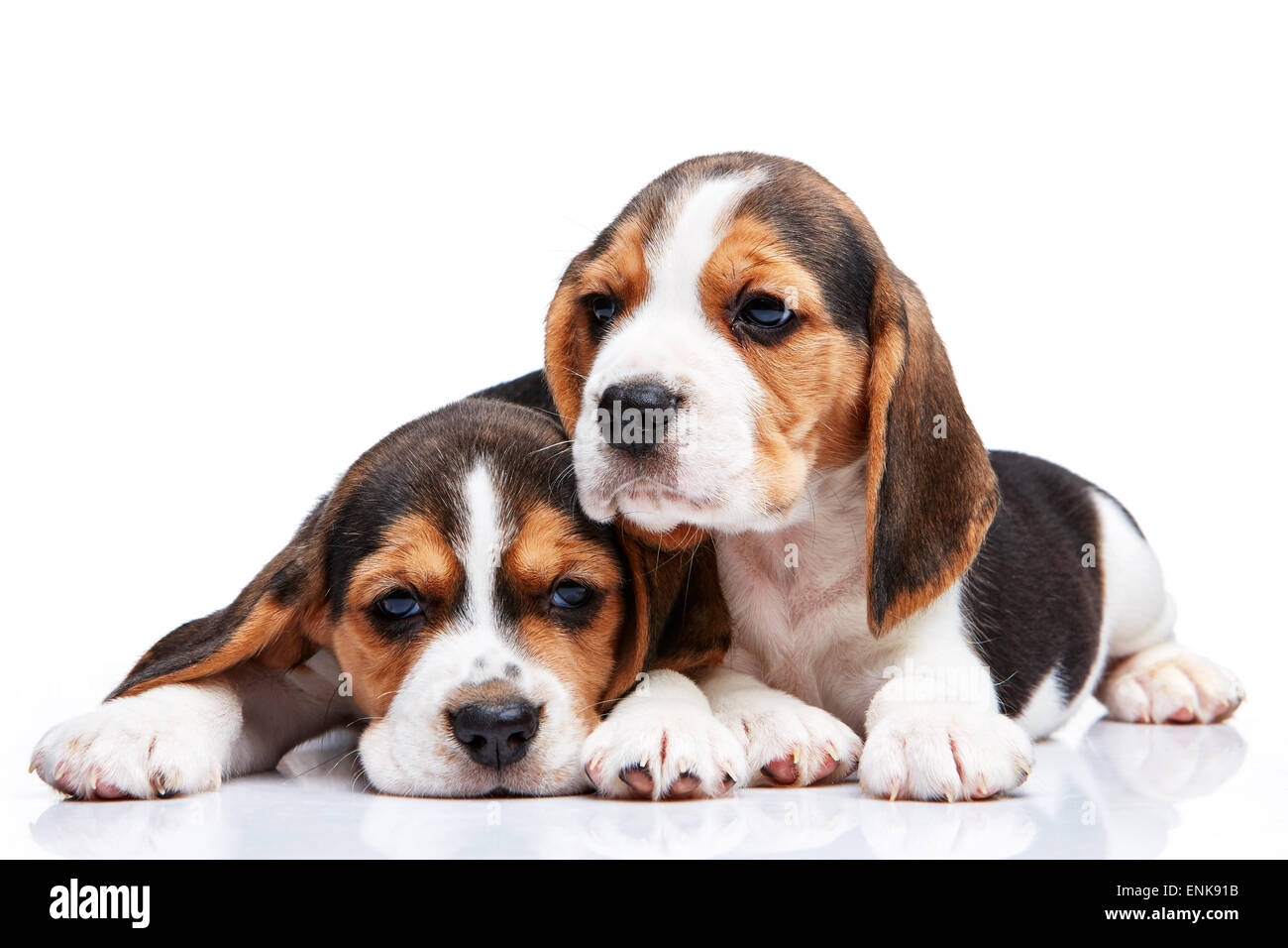 The two beagle puppies lying on the white background Stock Photo - Alamy