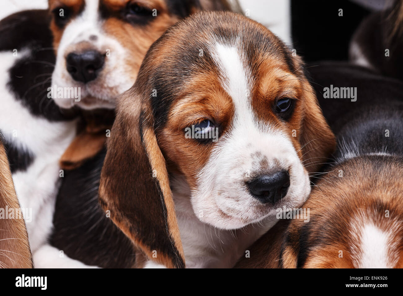 Sad Beagle Puppy, 1 month old. muzzle puppy closeup Stock Photo Alamy