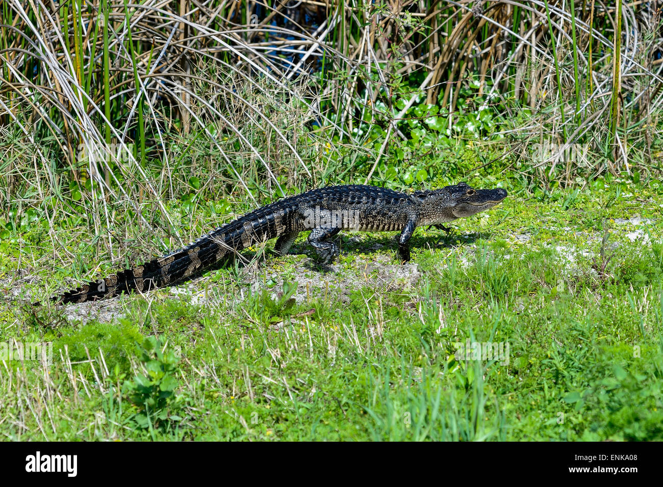 alligator mississippiensis, american alligator, viera, florida Stock Photo