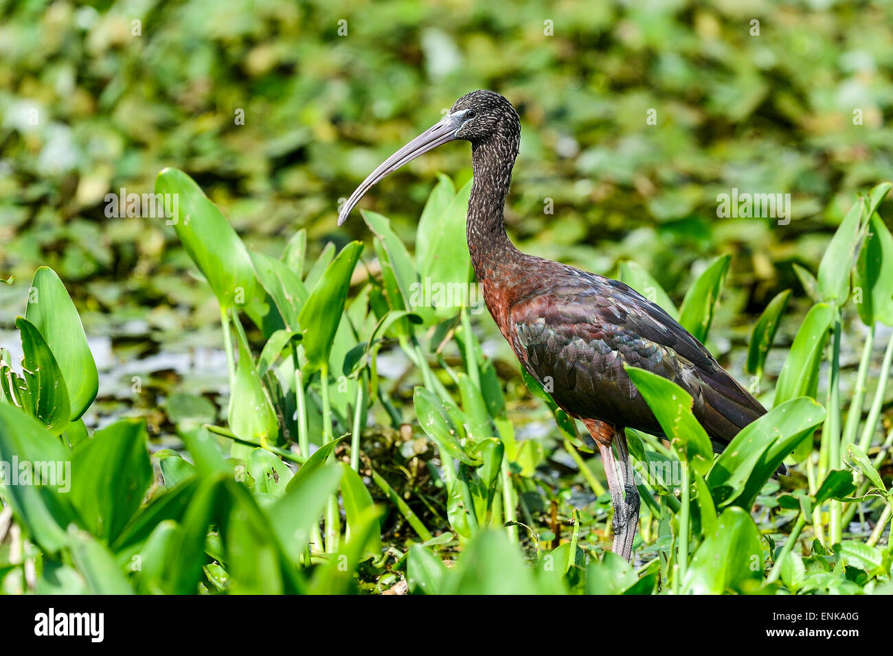 glossy ibis, plegadis falcinellus, circle b bar reserve, florida Stock Photo