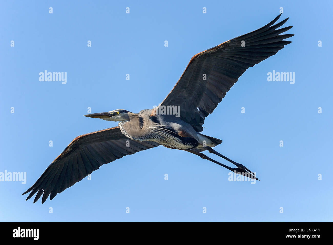 great blue heron, ardea herodias Stock Photo