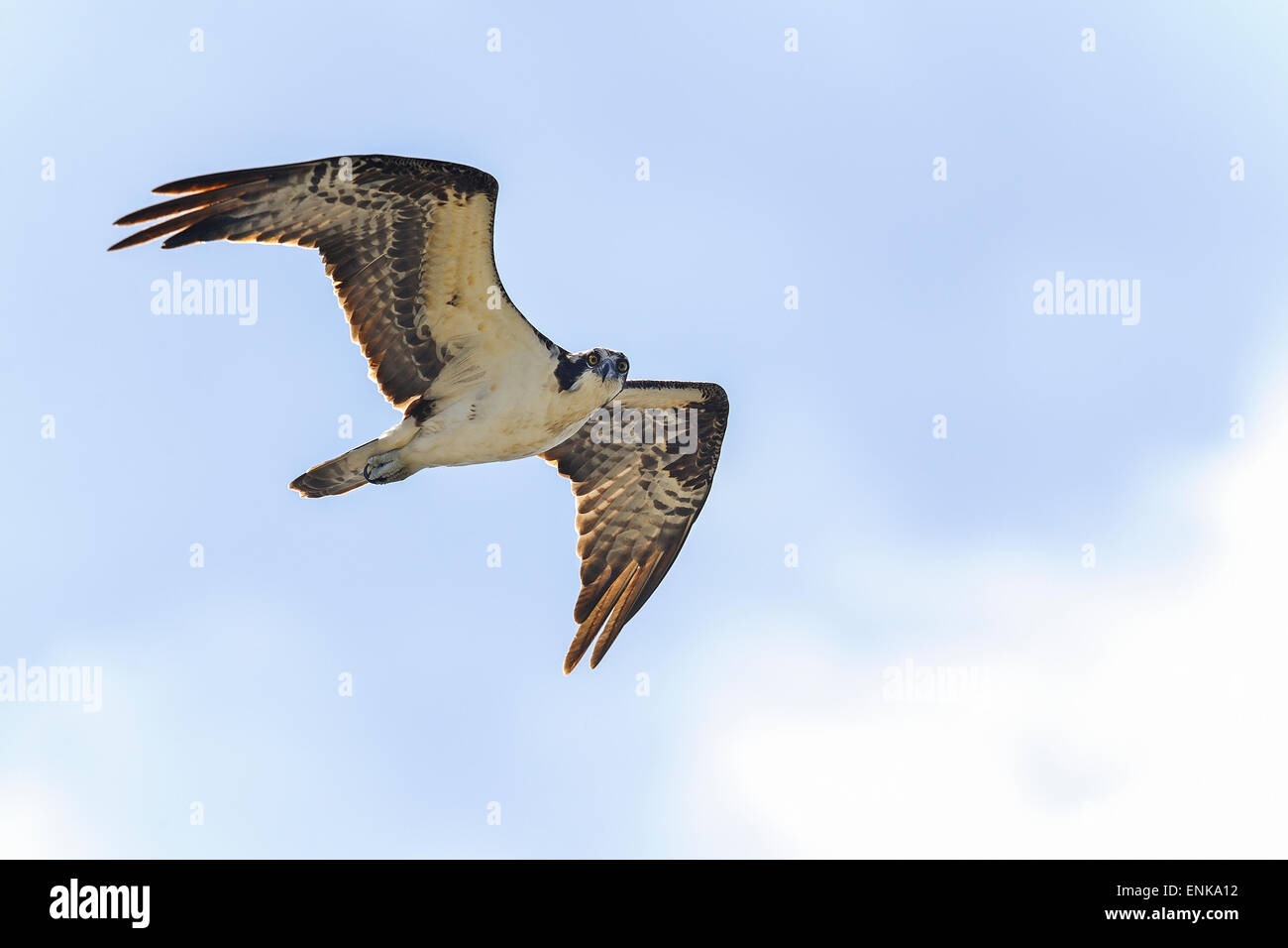 osprey, pandion haliaetus, viera, florida Stock Photo