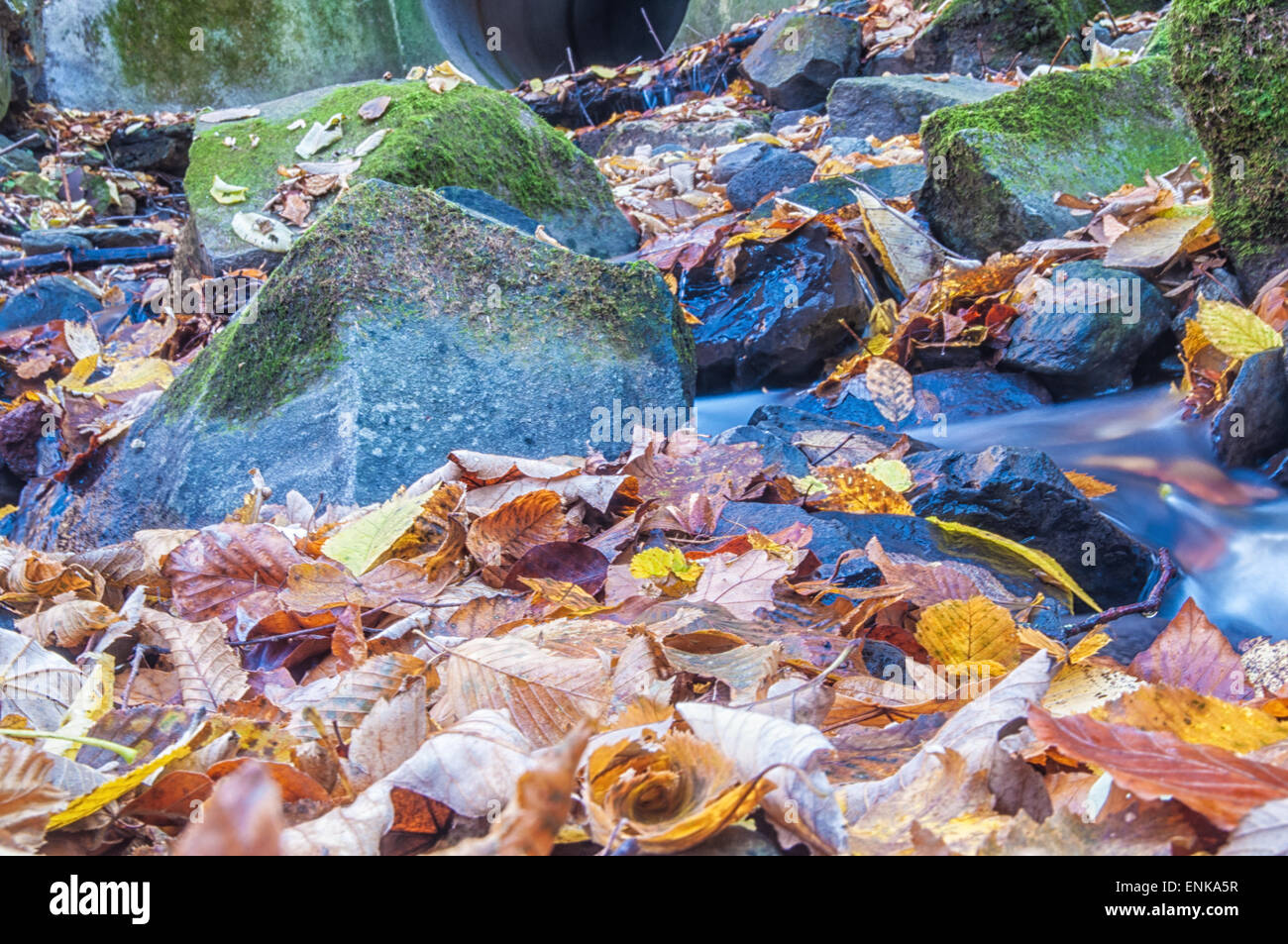 Water on the rocks into the forest Stock Photo - Alamy