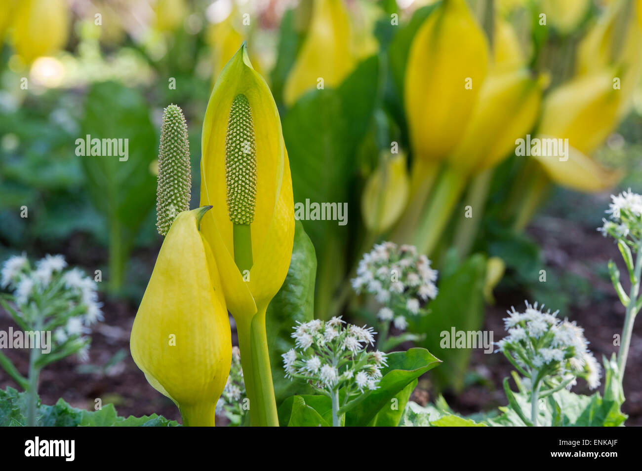 Lysichiton americanus. Yellow skunk cabbage in an Scottish woodland in spring. Scotland Stock Photo