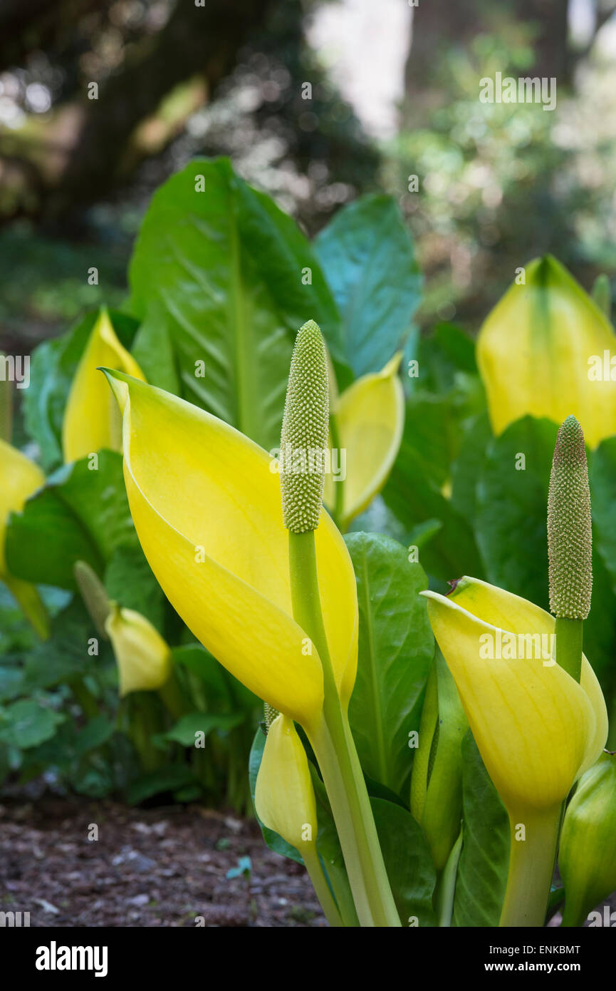 Lysichiton americanus. Yellow skunk cabbage in an Scottish woodland in spring. Scotland Stock Photo