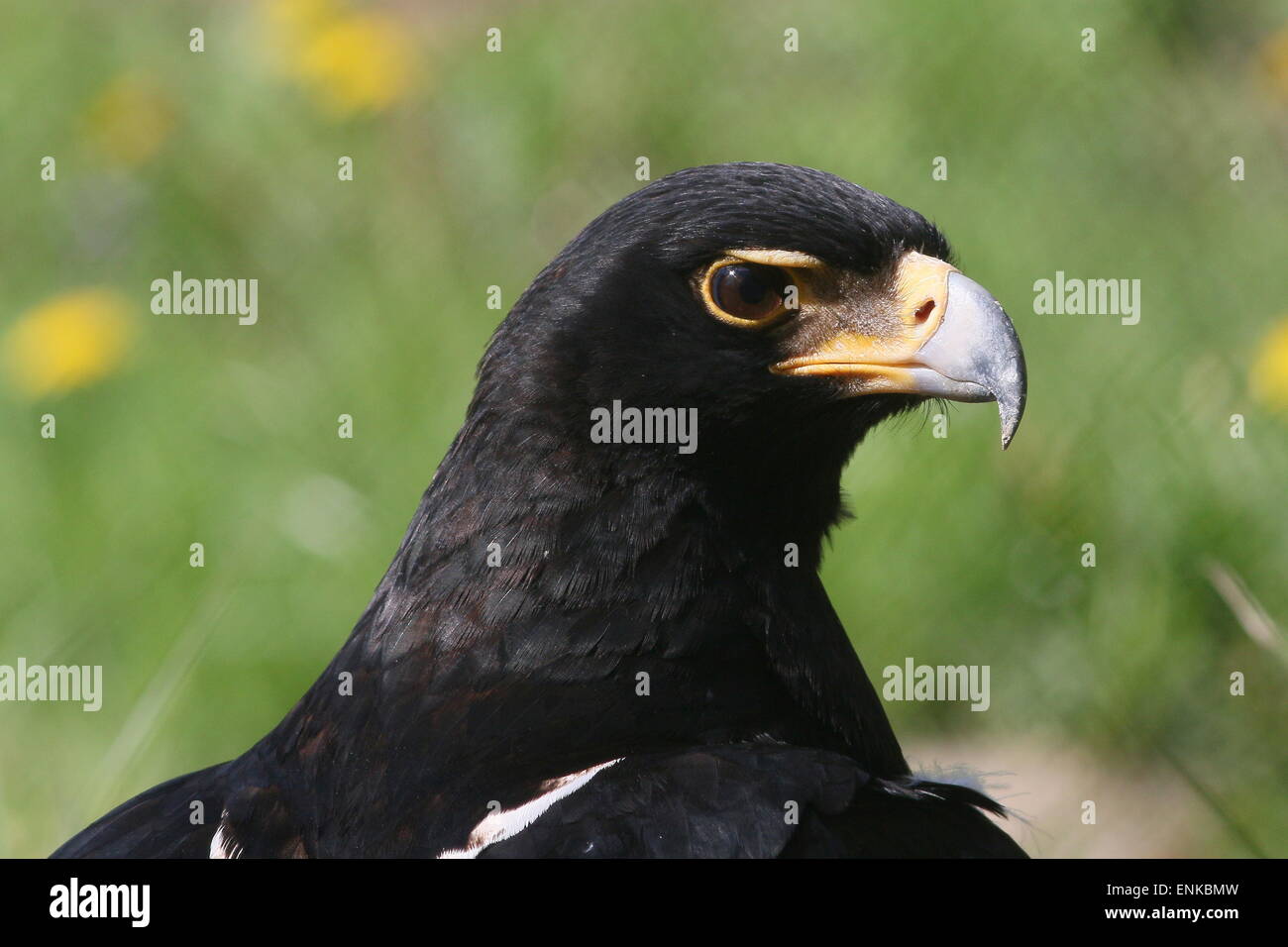 Verreaux's Eagle a.k.a.  African black eagle (Aquila verreauxii) Stock Photo