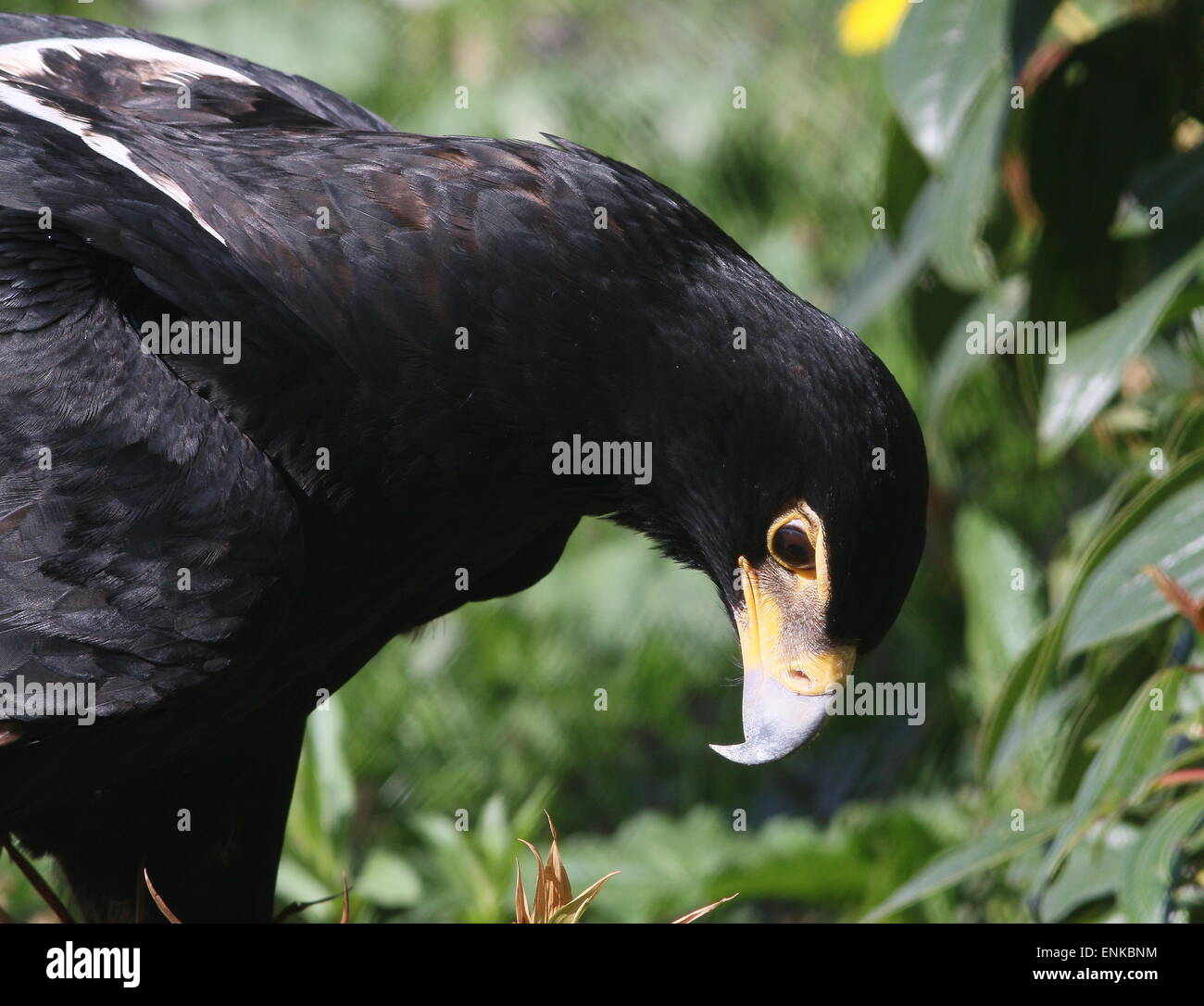 Verreaux's Eagle a.k.a.  African black eagle (Aquila verreauxii) Stock Photo