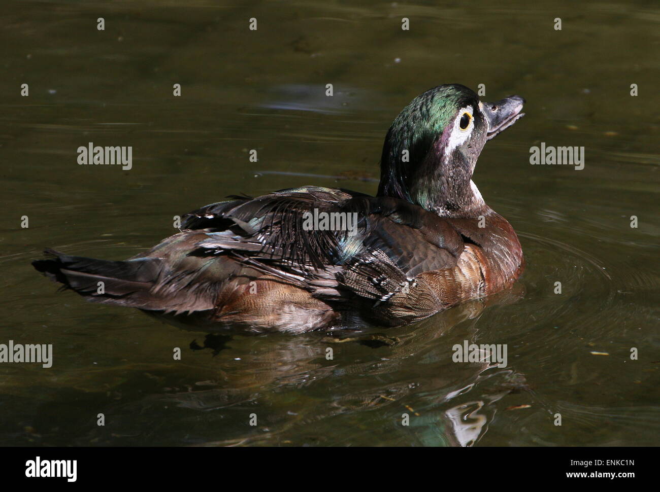 Juvenile male North American Wood duck or Carolina duck (Aix sponsa