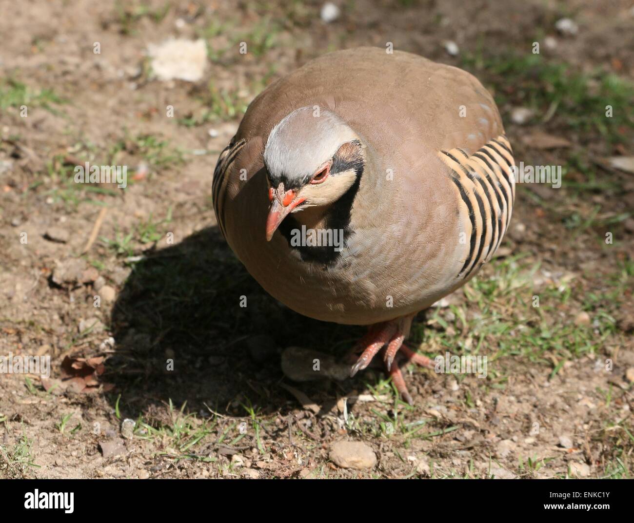Asian Chukar partridge (Alectoris chukar) walking slowly towards the ...