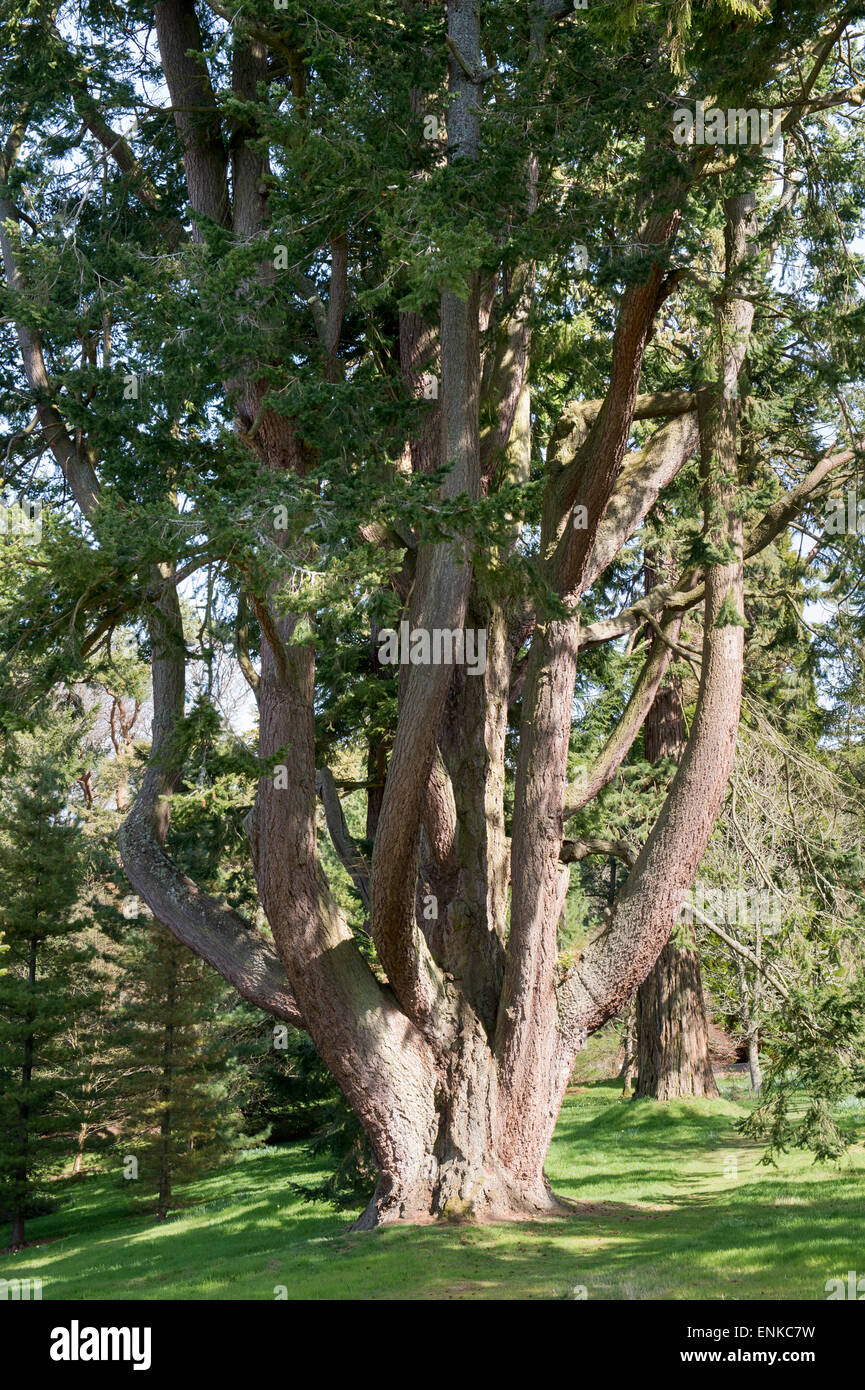 Multi stemmed Douglas fir tree at Dawyck Botanic Gardens, Stobo, Scottish Borders, Scotland Stock Photo