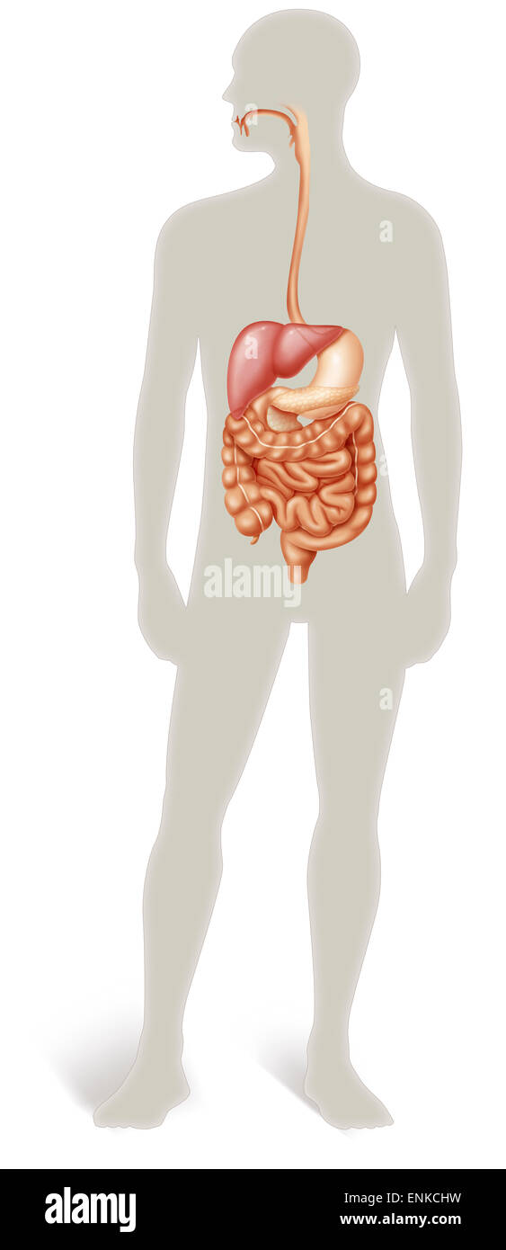 Digestive system, illustration Stock Photo