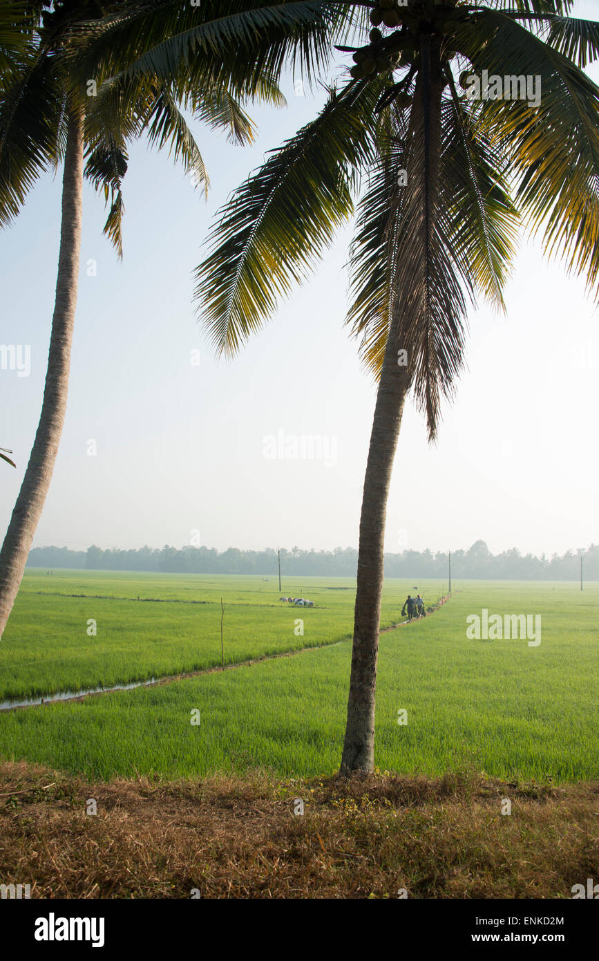 The paddy fields in the backwaters of the Kuttanad district, described ...