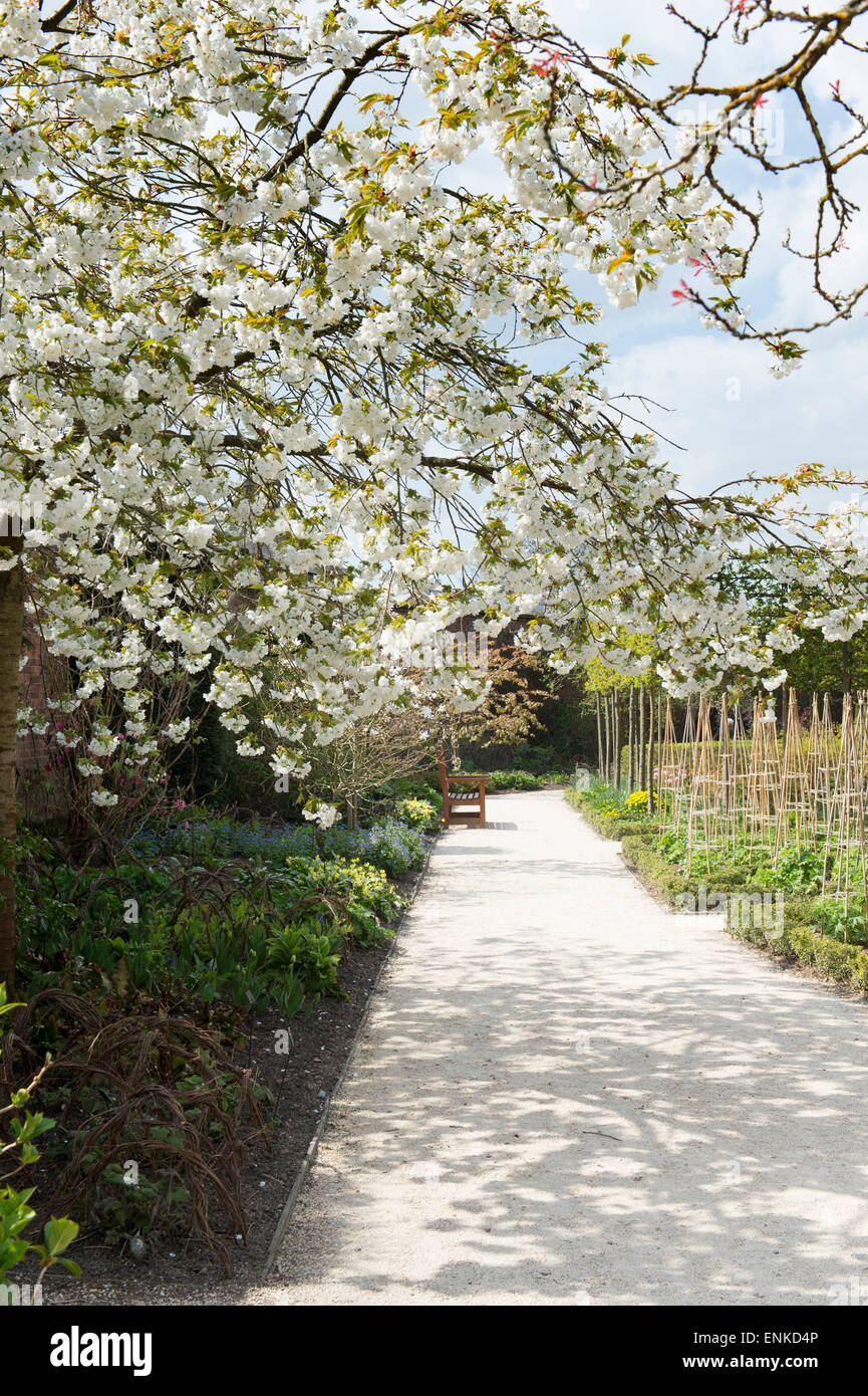 Prunus serrulata Tai Haku. Great white cherry tree at Alnwick Gardens, Northumberland, England Stock Photo
