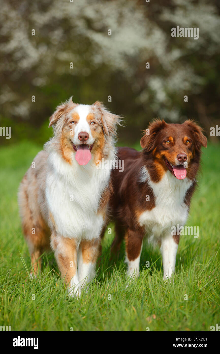 Australian Shepherds, red-tri and red-merle|Australian Shepherds Stock  Photo - Alamy