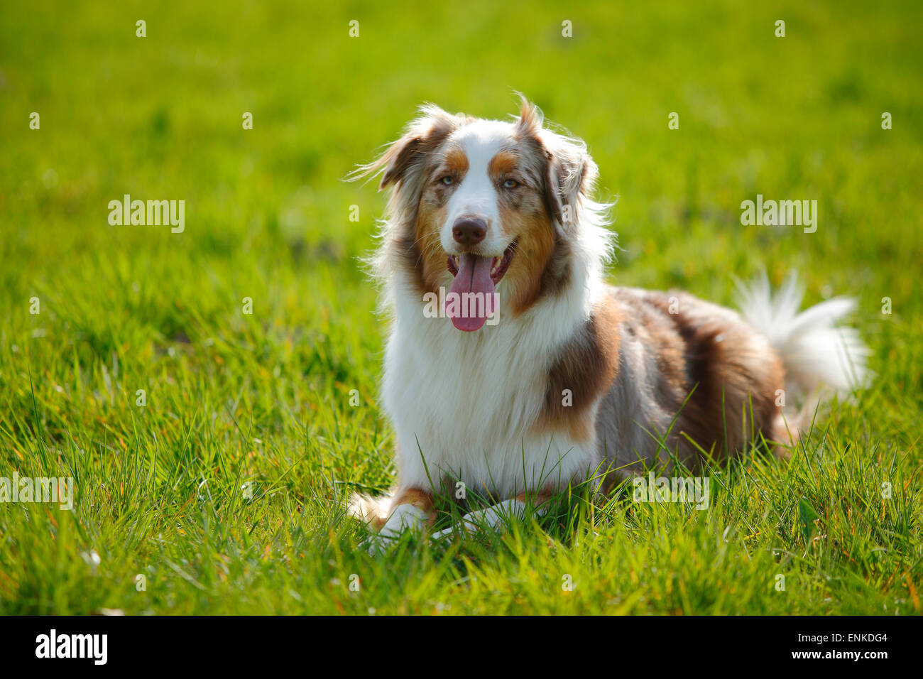 red merle aussie with tail