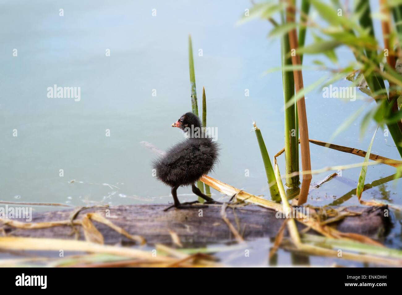 Coot (Fulica) nestling on a lake in summer Stock Photo