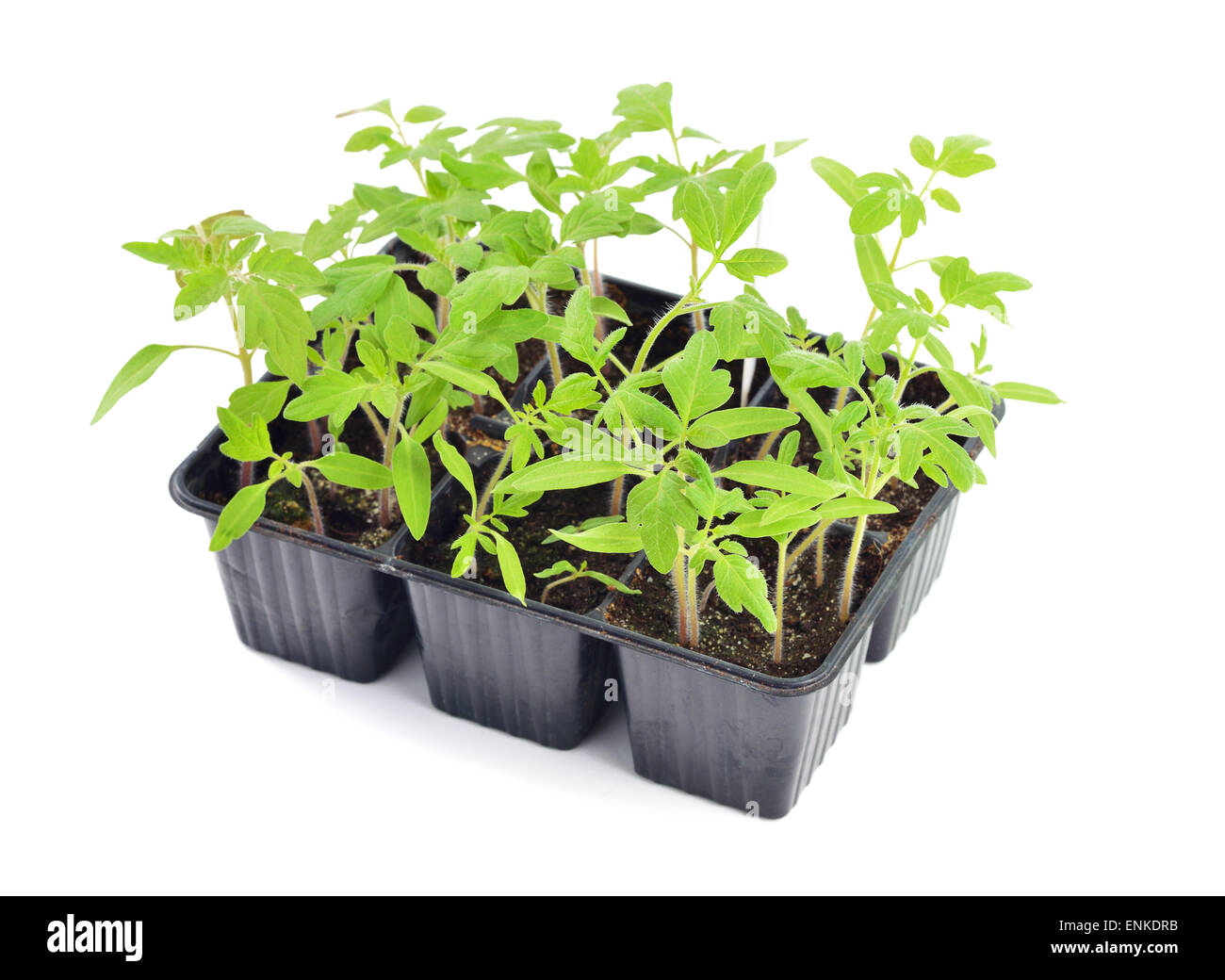Tomato seedlings in a pot isolated on white background. Young plants in plastic cells; organic gardening Stock Photo