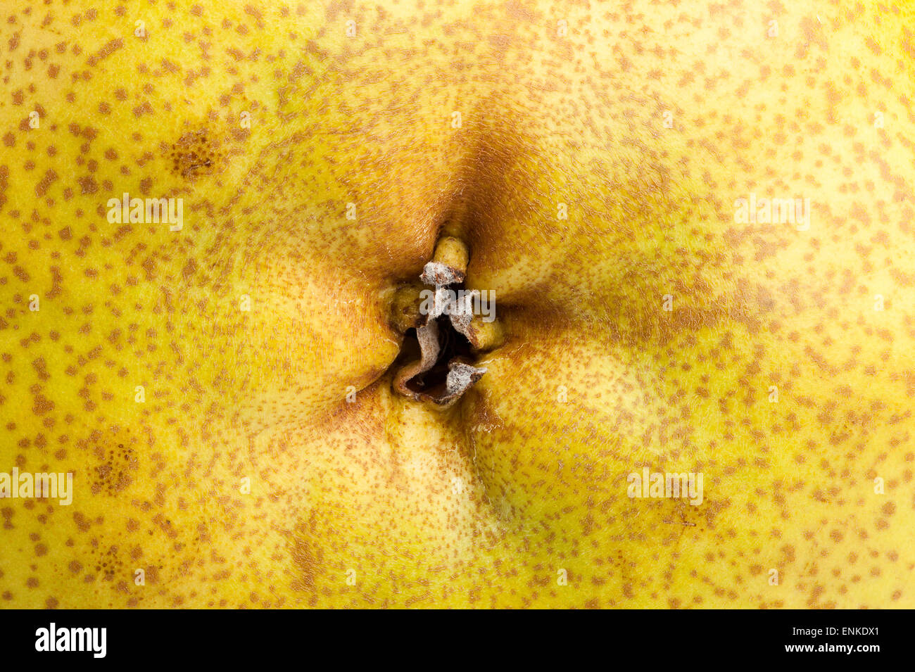 pear closeup Stock Photo