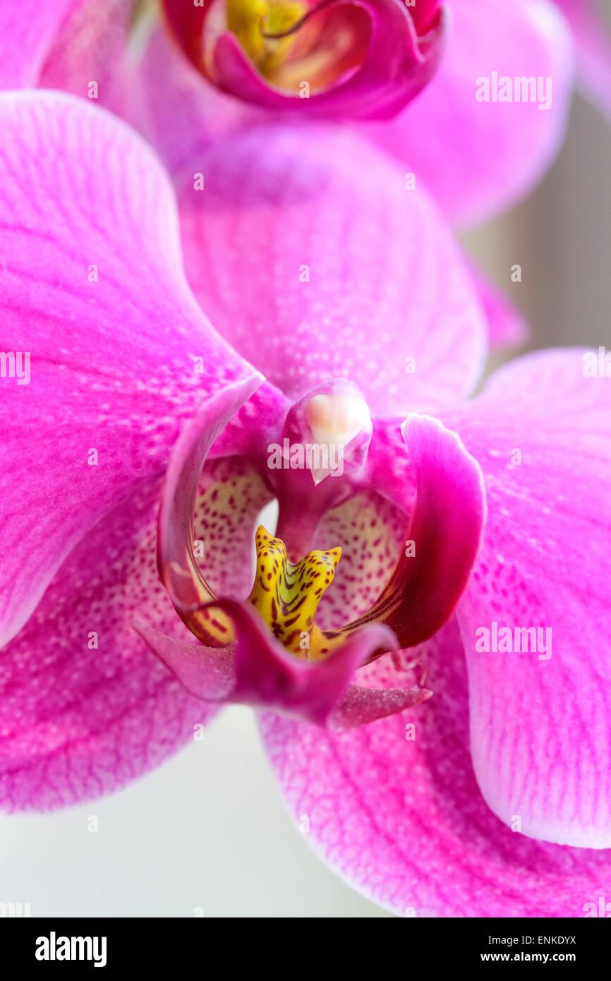 Pink orchid flowers hi-res stock photography and images - Alamy