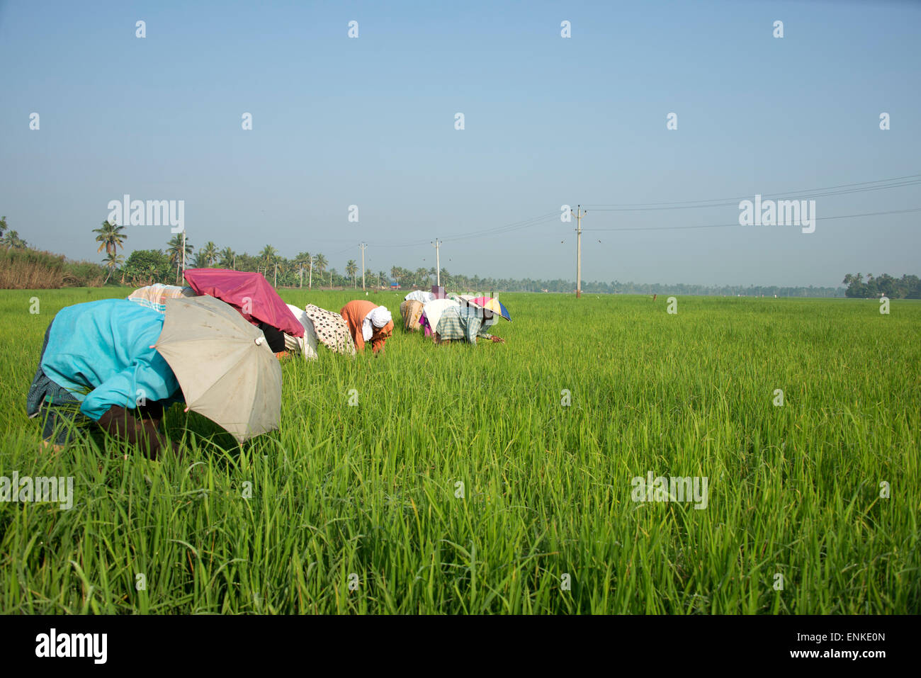 Harvesting rice kerala hi-res stock photography and images - Alamy