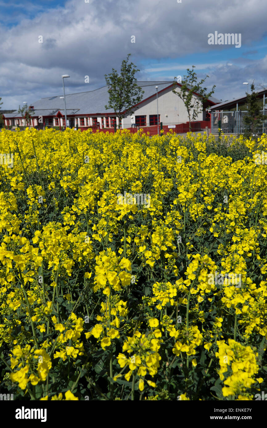 rapeseed plants near the polling station at Cawdor near Nairn Stock ...