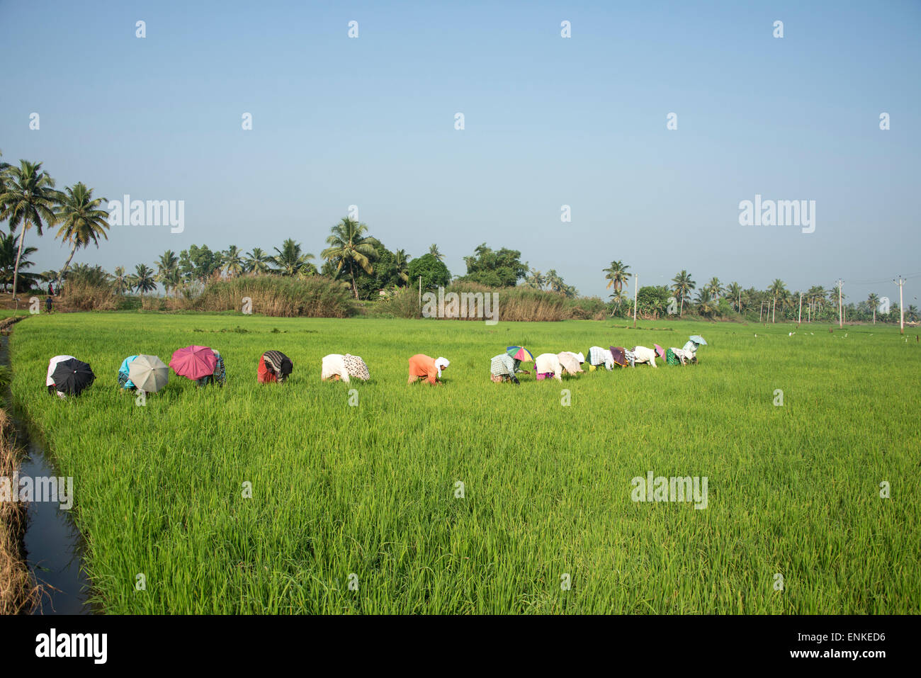 A group of local women from nearby villages harvesting the brown rice in the paddy fields in the Kerela backwaters of India Stock Photo