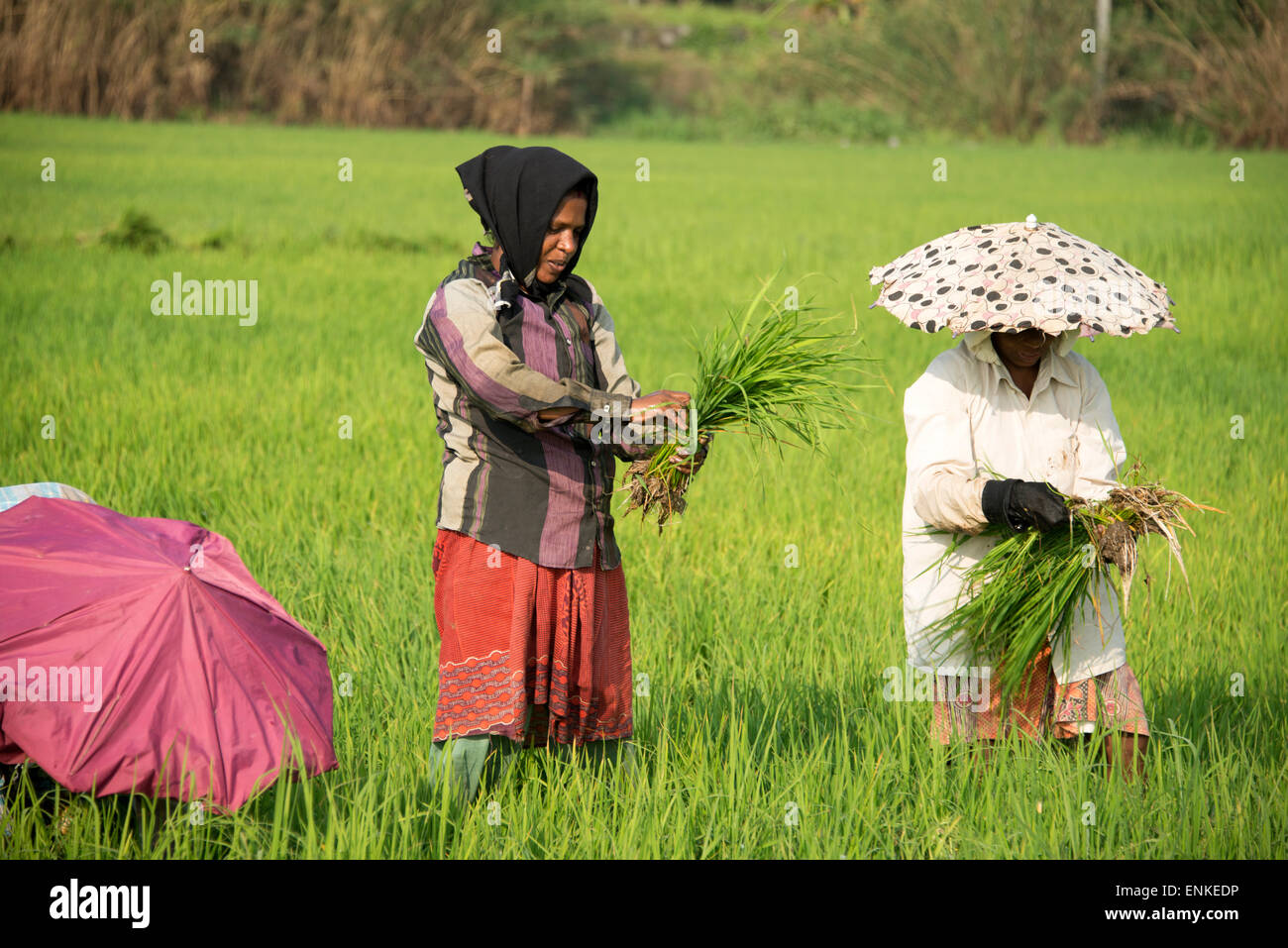 Fields Workers Paddy Fields Kerala High Resolution Stock Photography