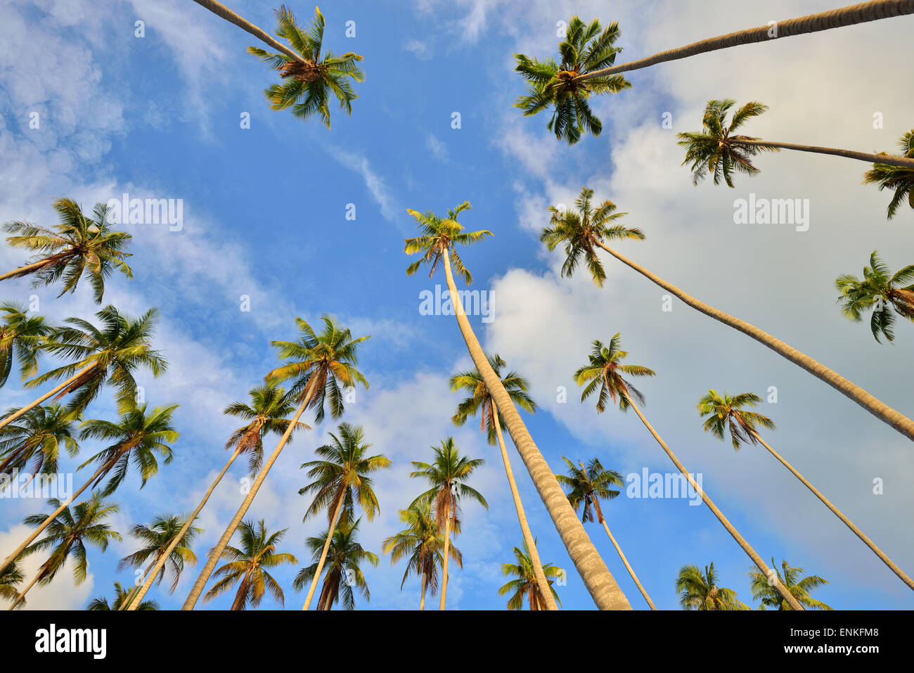Coconut palm trees perspective view Stock Photo