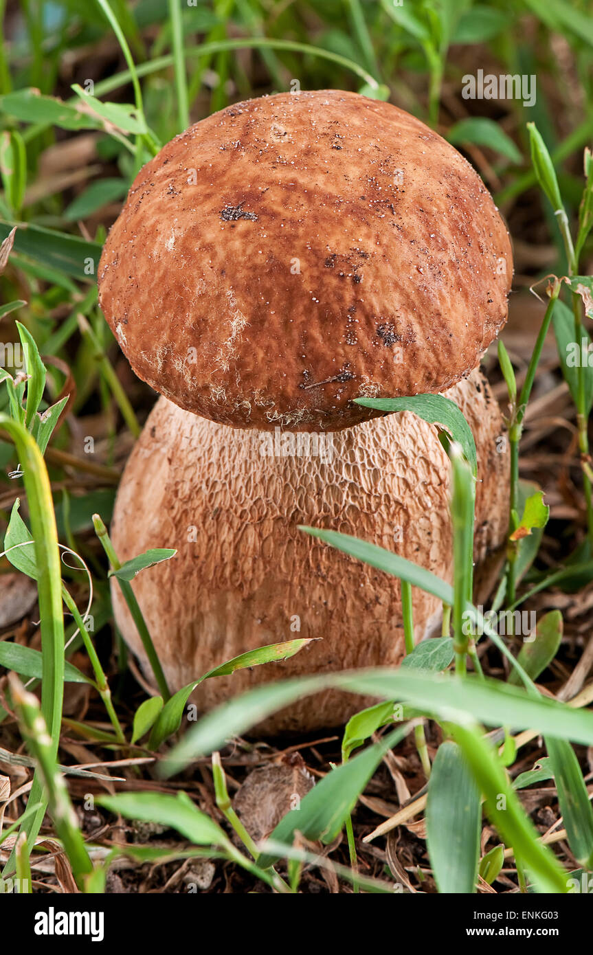 ceps. White mushroom in the green grass Stock Photo