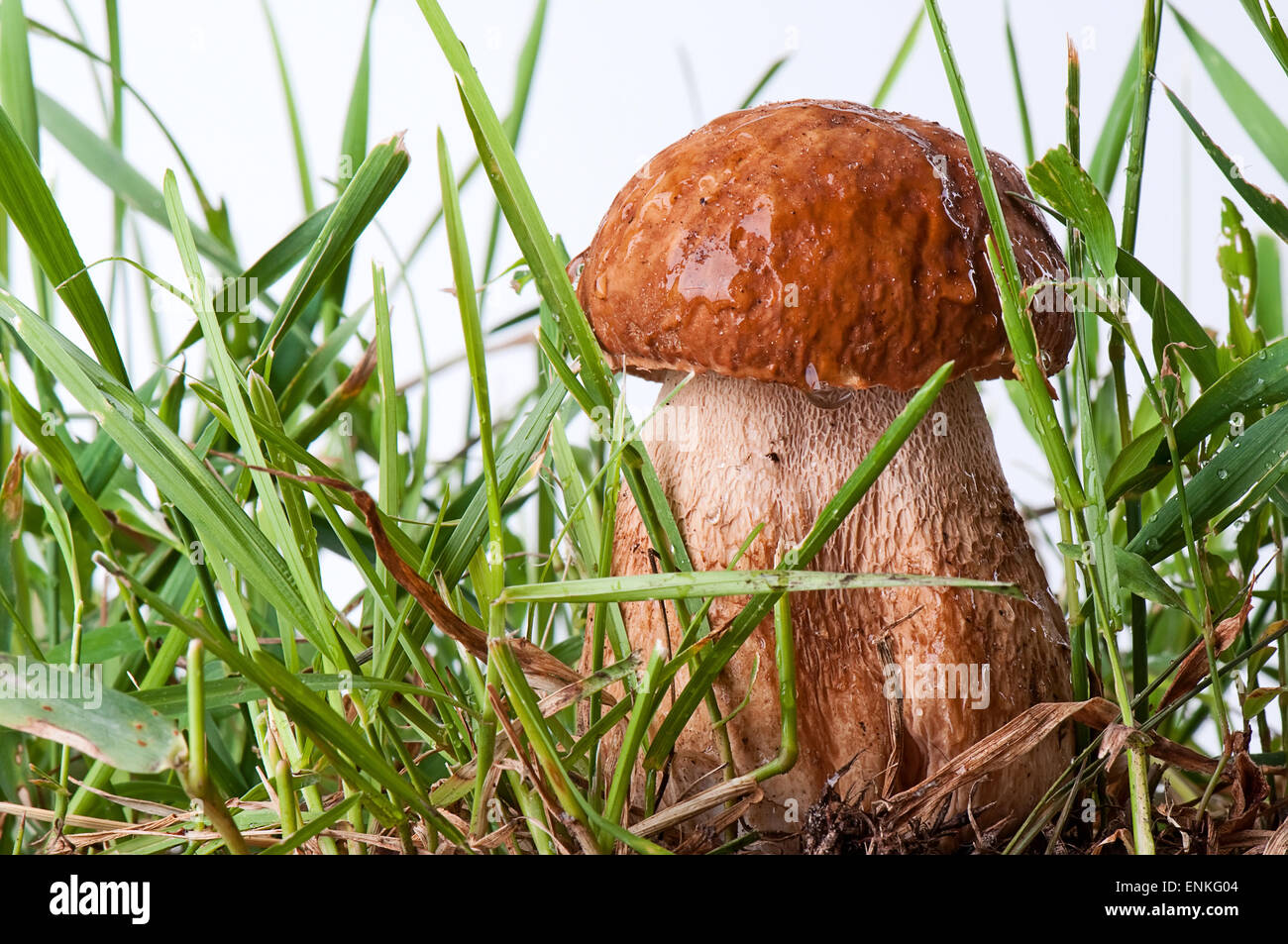 ceps. White mushroom in the green grass on white background Stock Photo