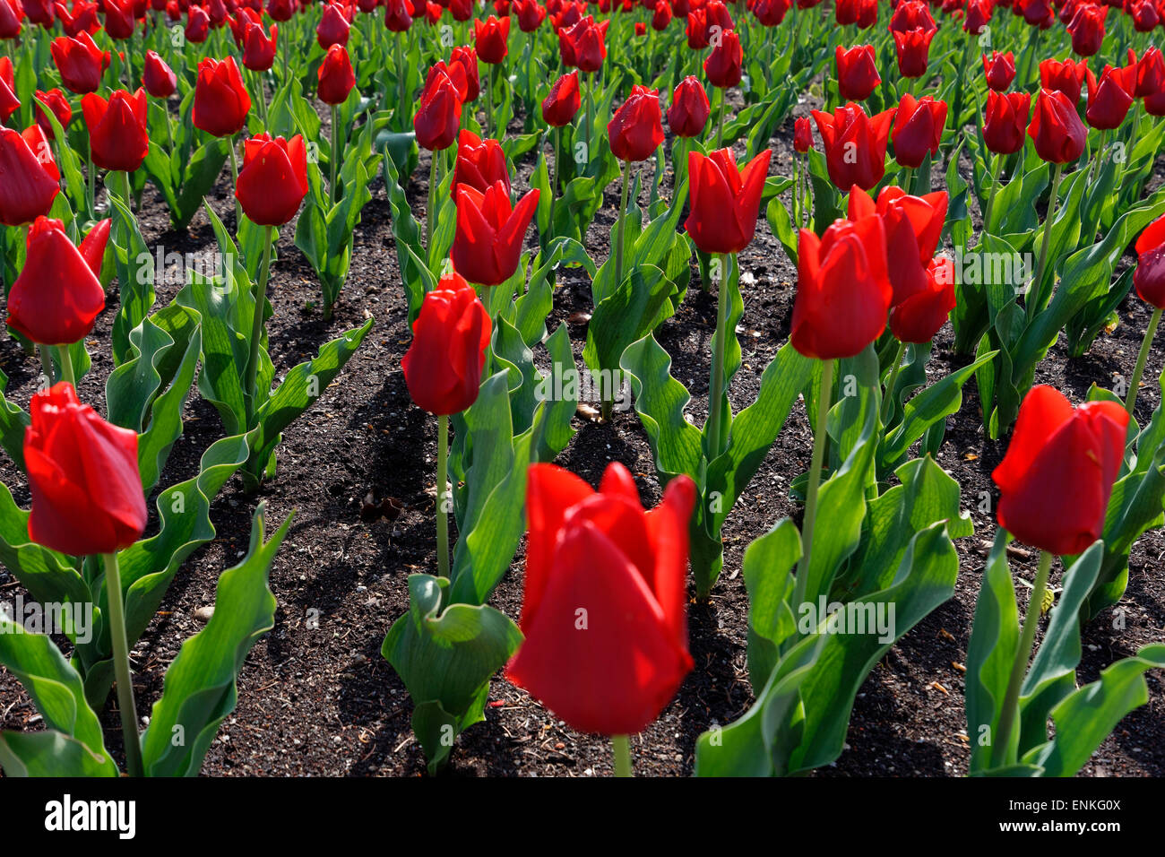Garden of red Tulips (Triumph Tulpe Frisco) Stock Photo