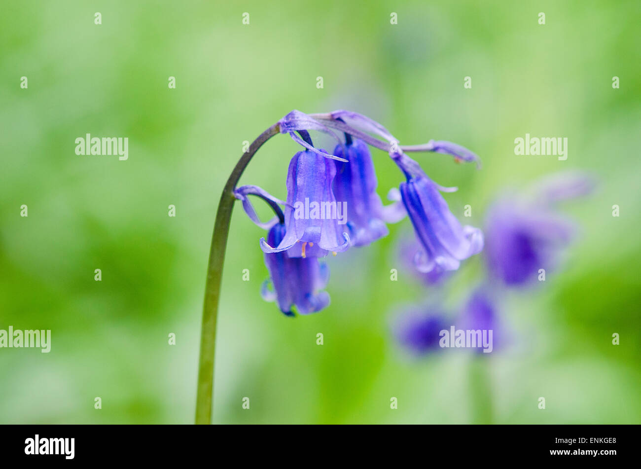 Blue bells in the spring Stock Photo