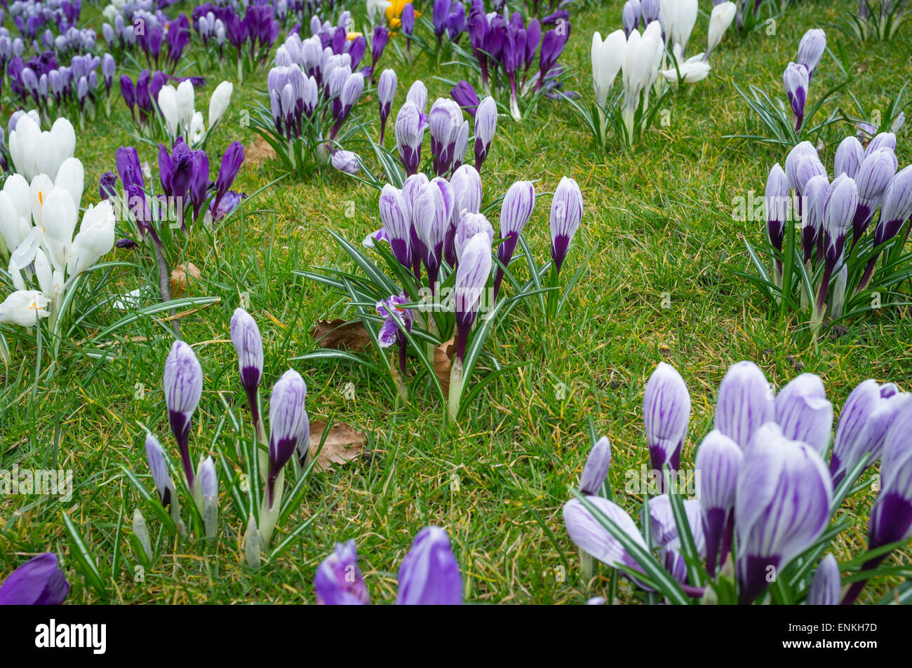 Crocus in bloom Stock Photo Alamy
