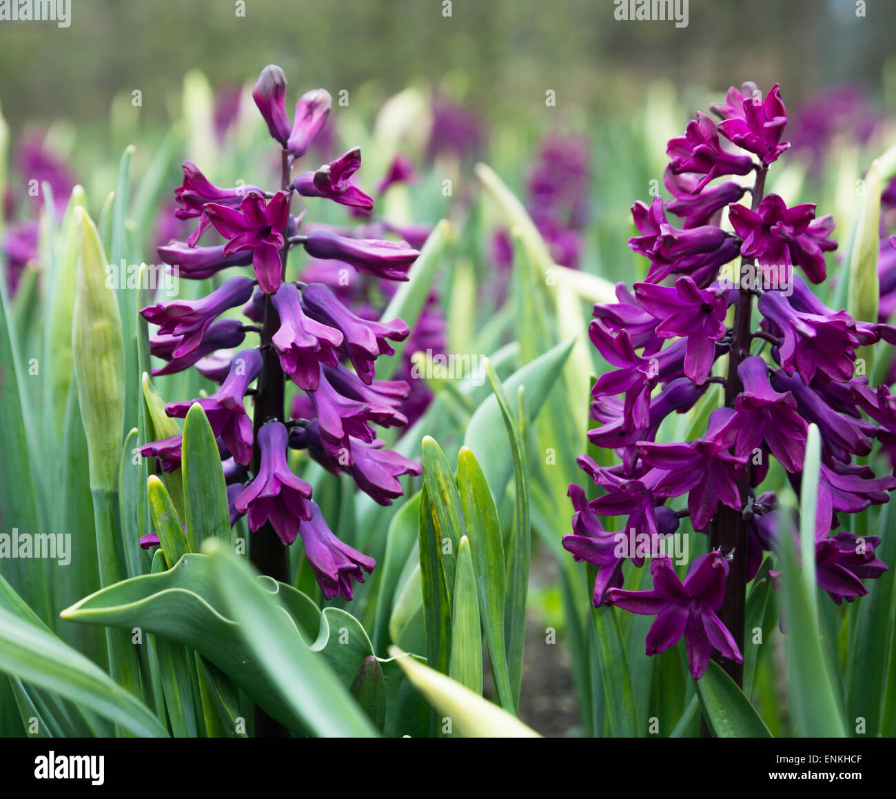 Purple Hyacinths Stock Photo