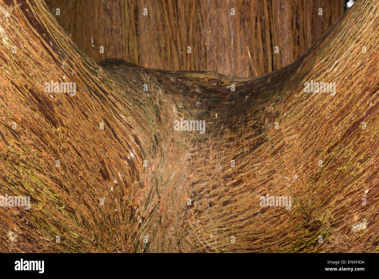 Thuja plicata trunk detail Stock Photo