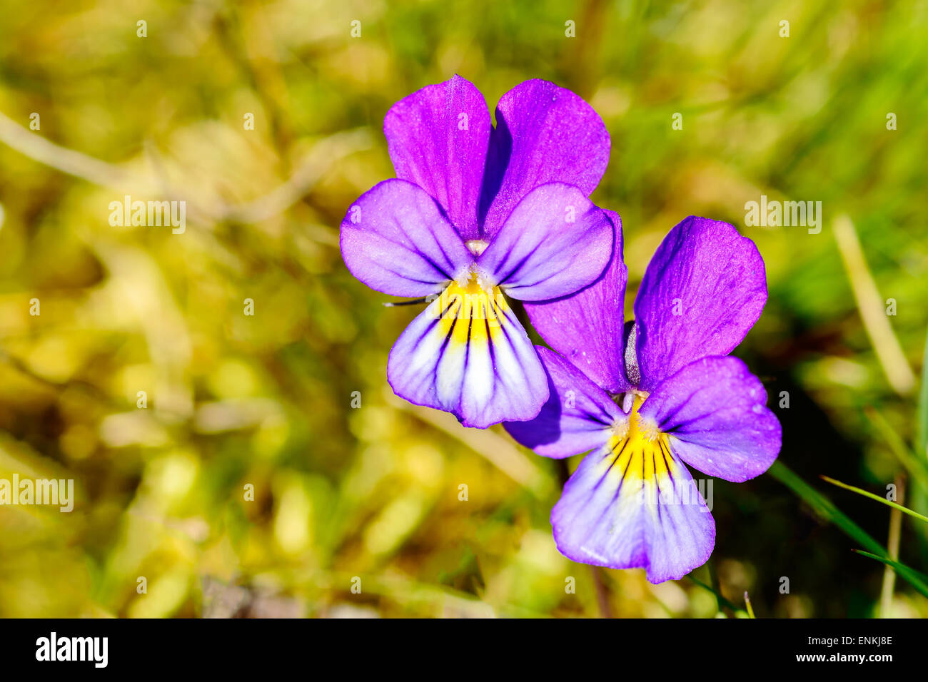 Heartsease (Viola tricolor). Here are two fine flowers against a greenish background. Heartsease is edible and medicinal. Stock Photo