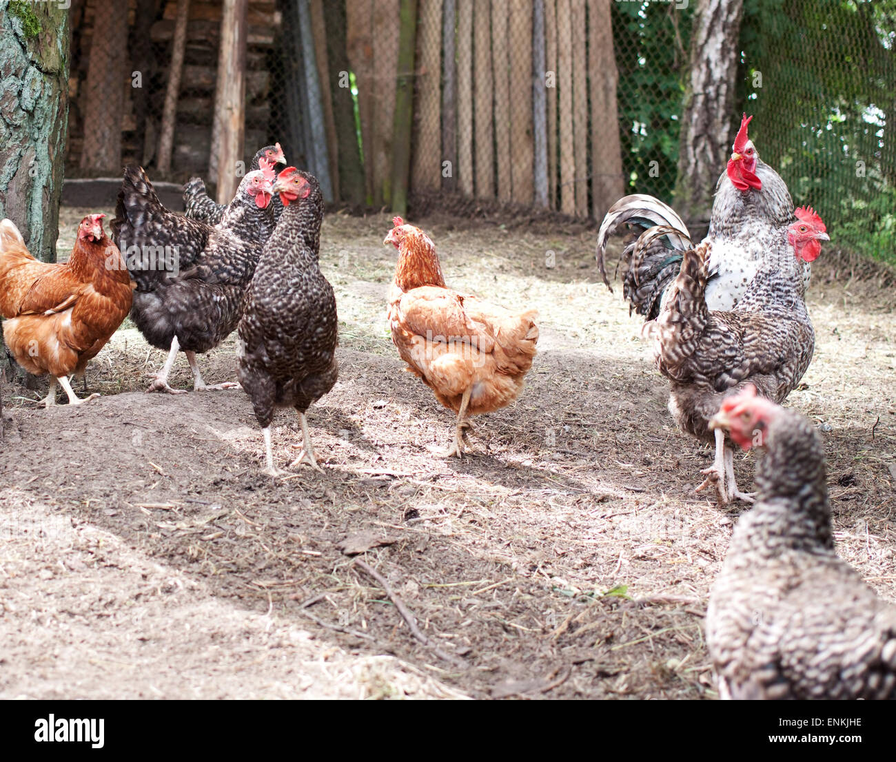 Flock of chickens walking to poultry farm Stock Photo Alamy