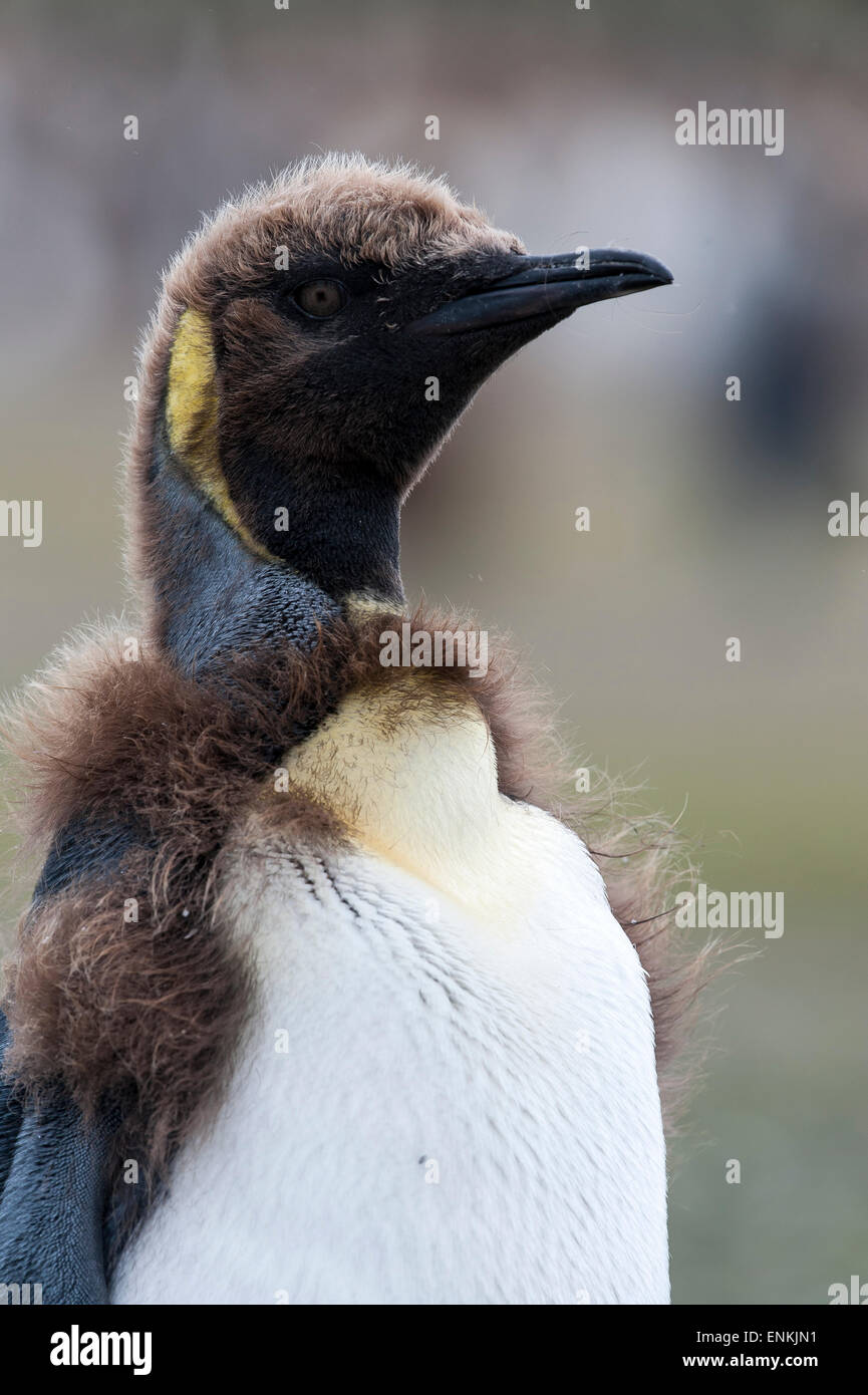 King penguin juvenile (Aptenodytes patagonicus) moulting Salisbury Plain South Georgia Stock Photo