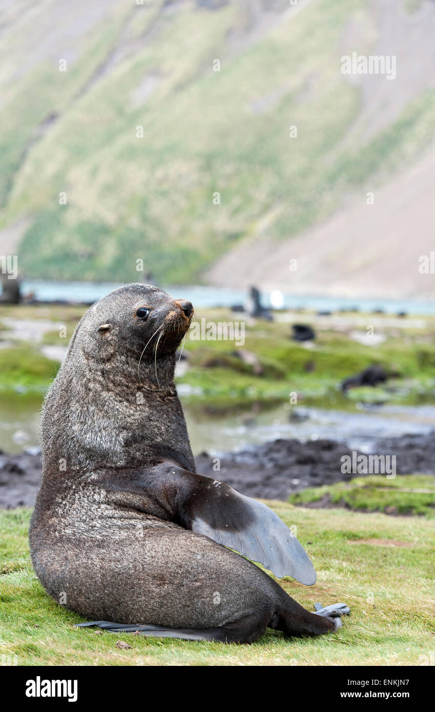 Antarctic fur seal (Arctocephalus gazella) Stromness South Georgia Stock Photo