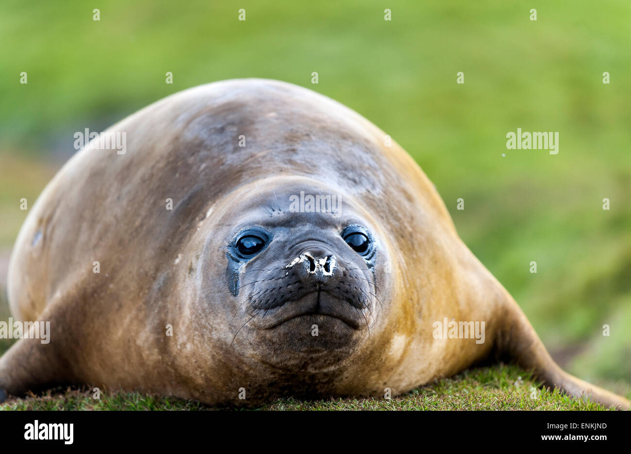 Southern Elephant Seal (Mirounga leonina) Grytviken South Georgia Stock Photo